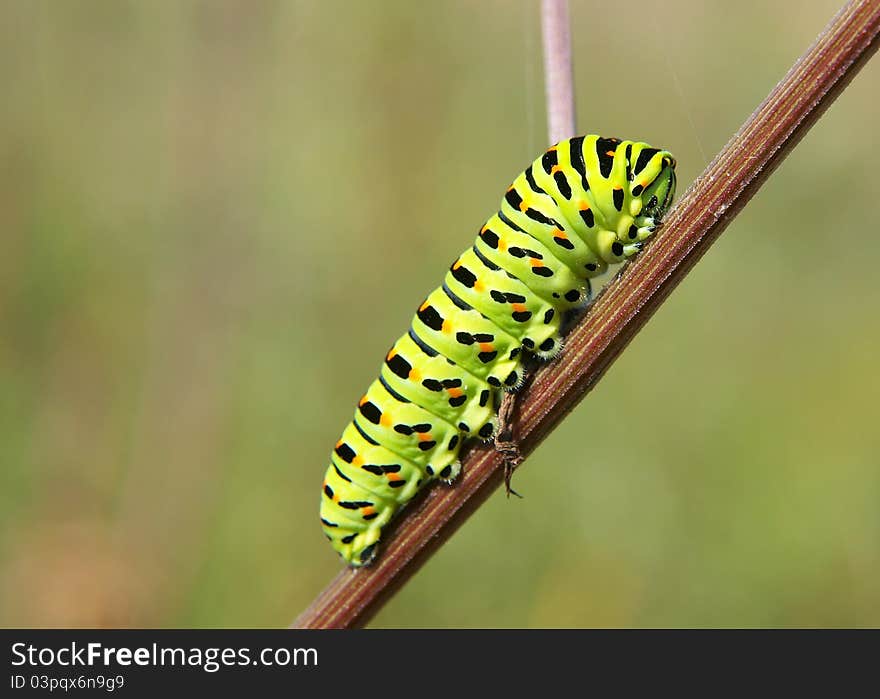 Green, yellow and black swallowtail caterpillar on a stalk