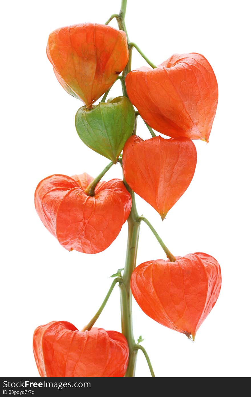 Physalis alkekengi isolated on a white background