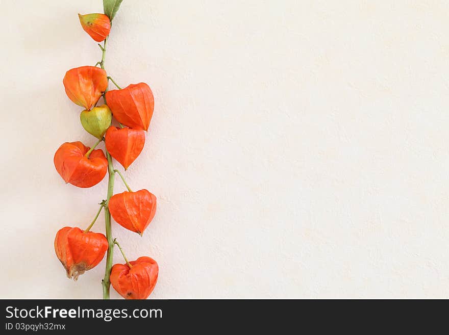 Close-up view to bright orange Chinese lanterns (Physalis alkekengi)