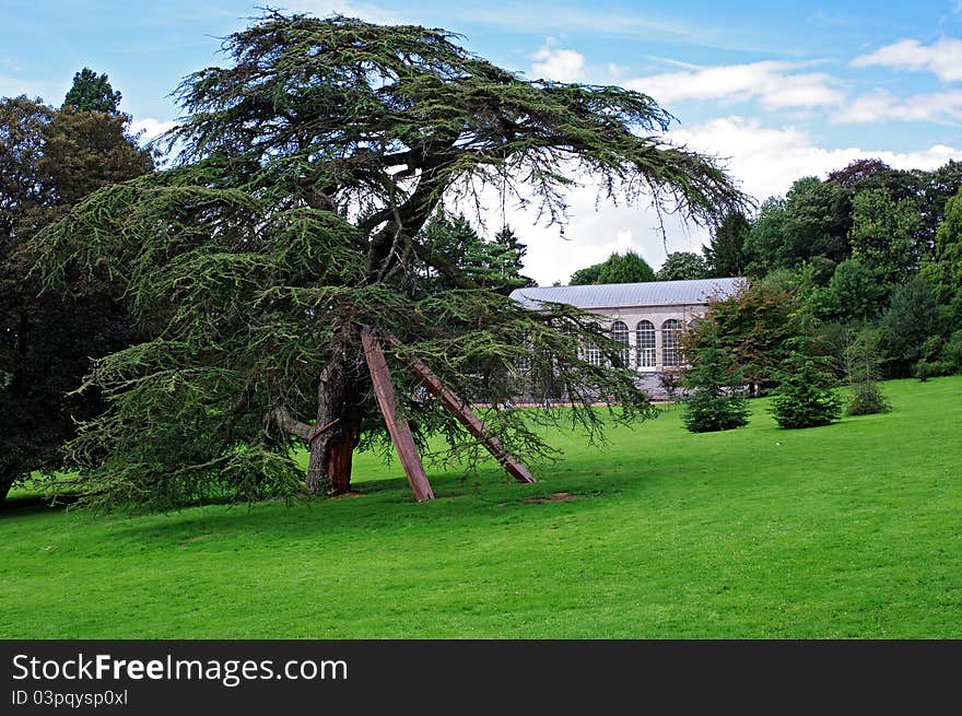 Bent Fir In Mariemont Park