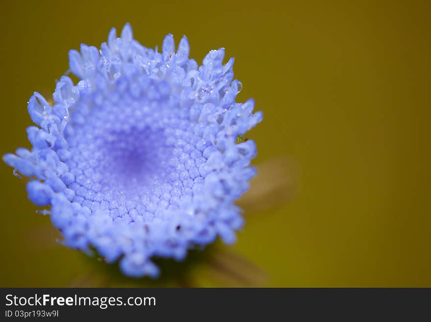 Blue flower in yellow background