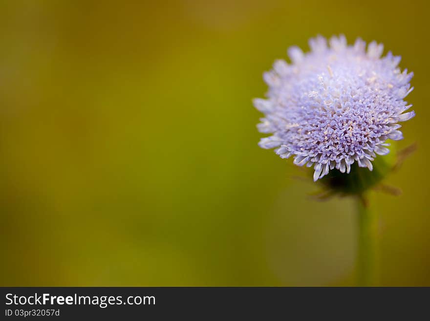 Winter flower in yellow background