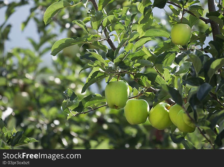 Apple trees some days before picking