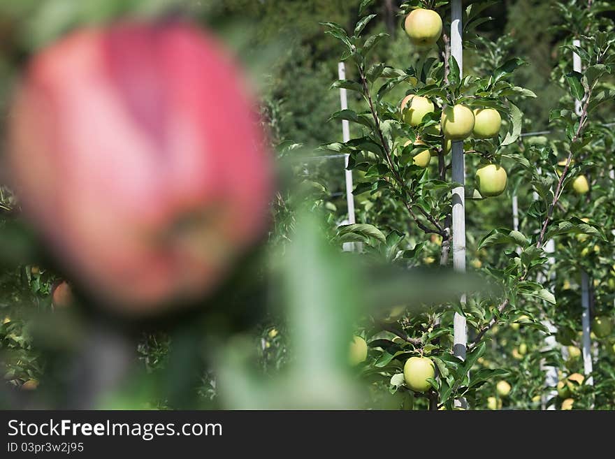 Apple trees some days before picking