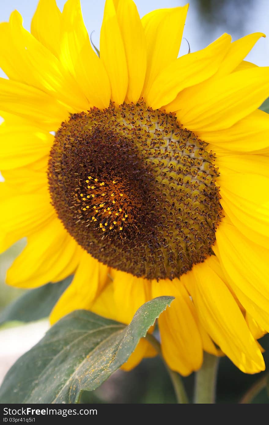 Sunflower during the second part of summer