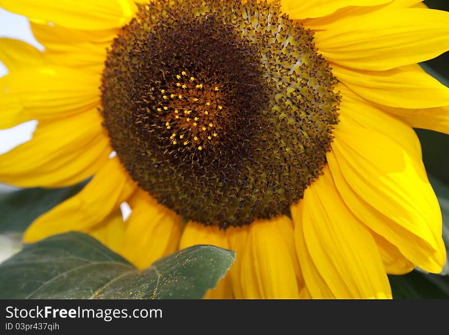 Sunflower during the second part of summer