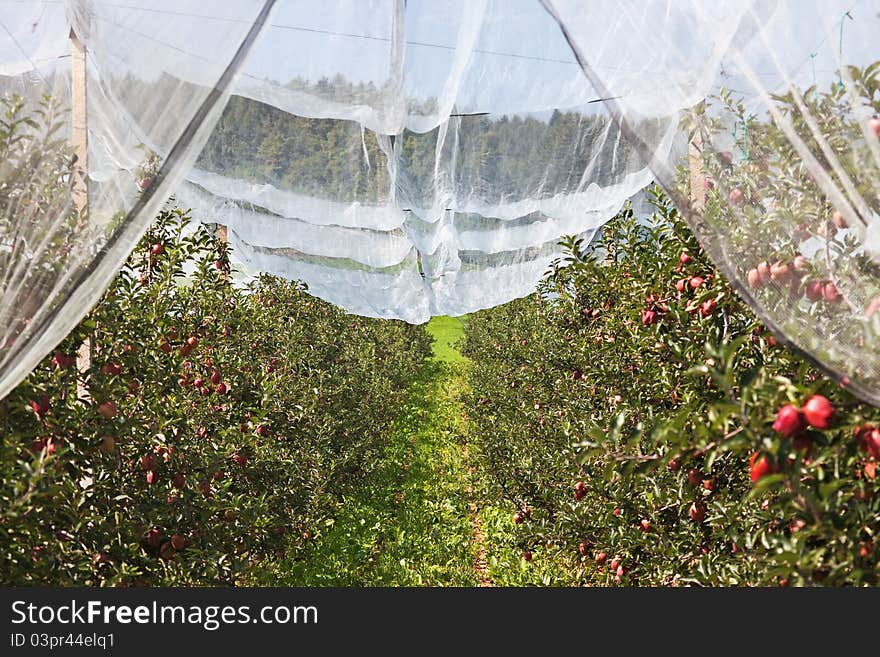 Apple trees