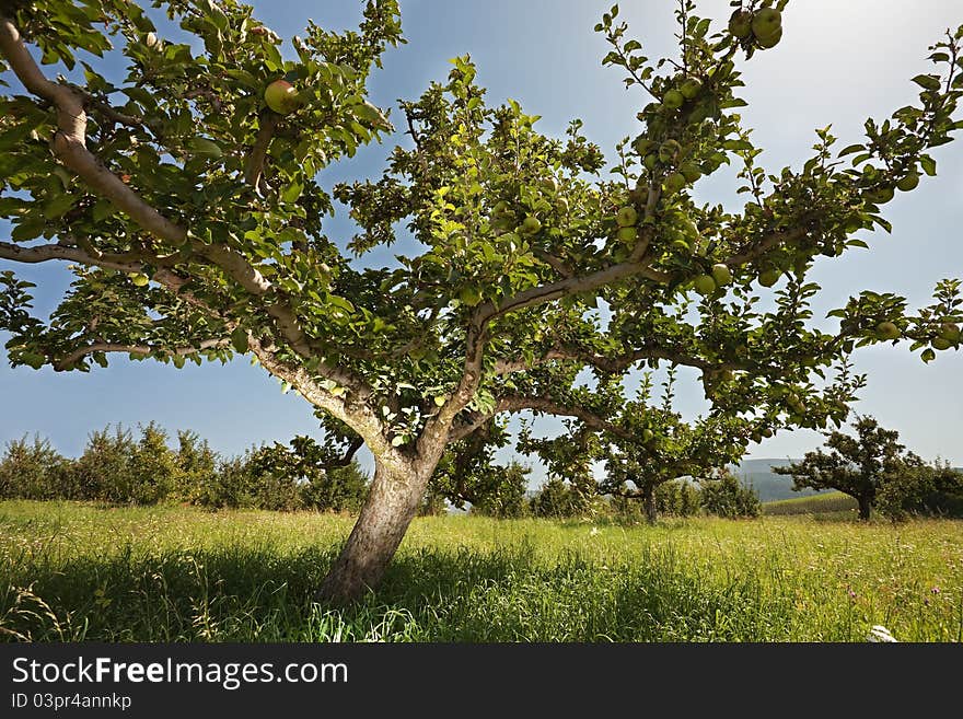 Apple Trees