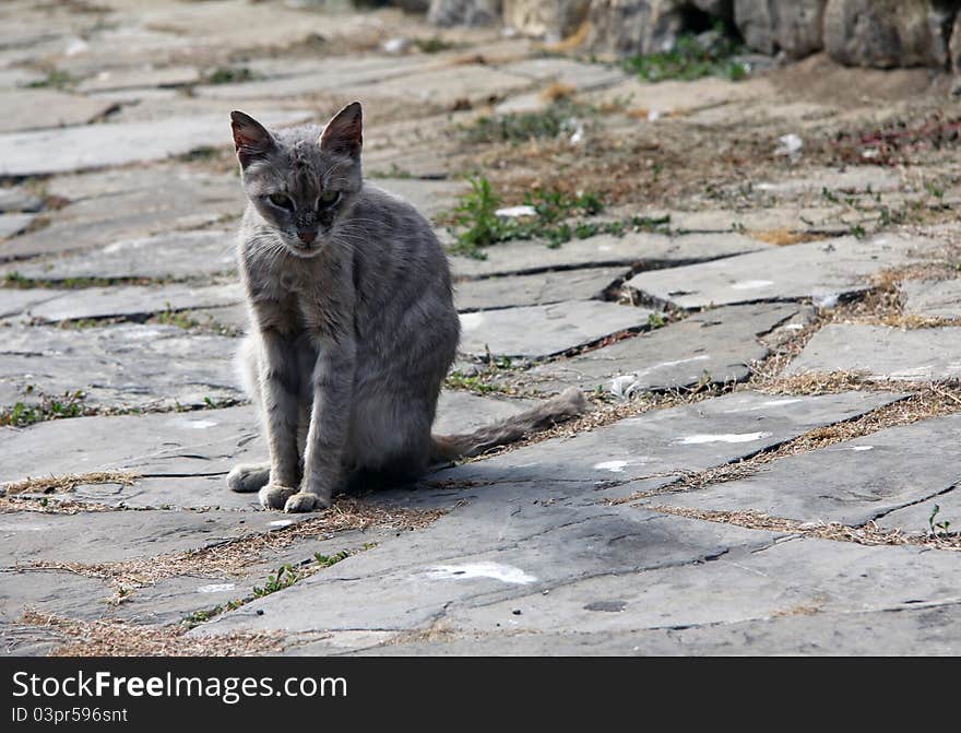 Cat on the old road