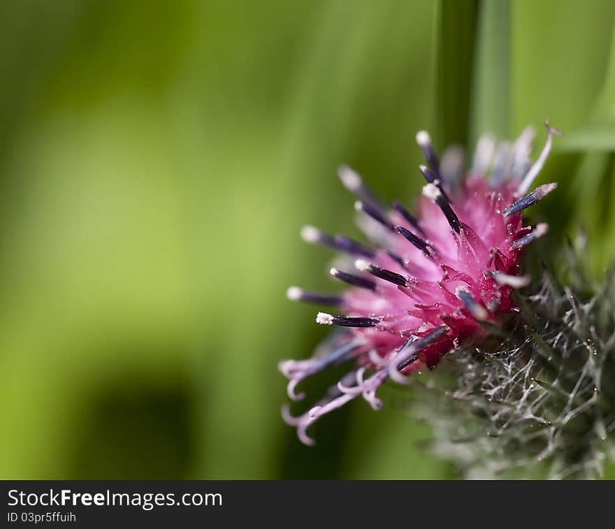 Burdock flower closeup on the green grass background