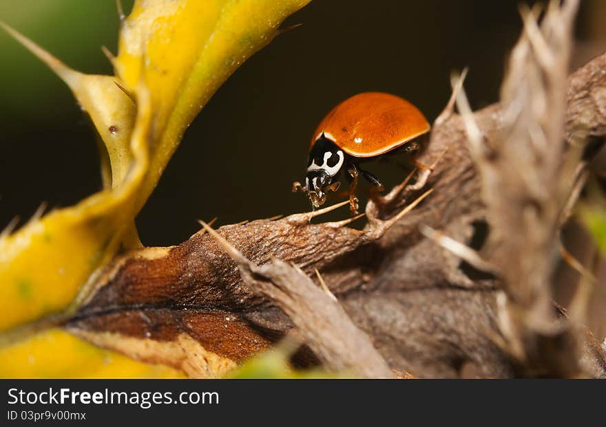 Asian Ladybug Beetle, (Harmonia axyridis) on a plant stem. Asian Ladybug Beetle, (Harmonia axyridis) on a plant stem.