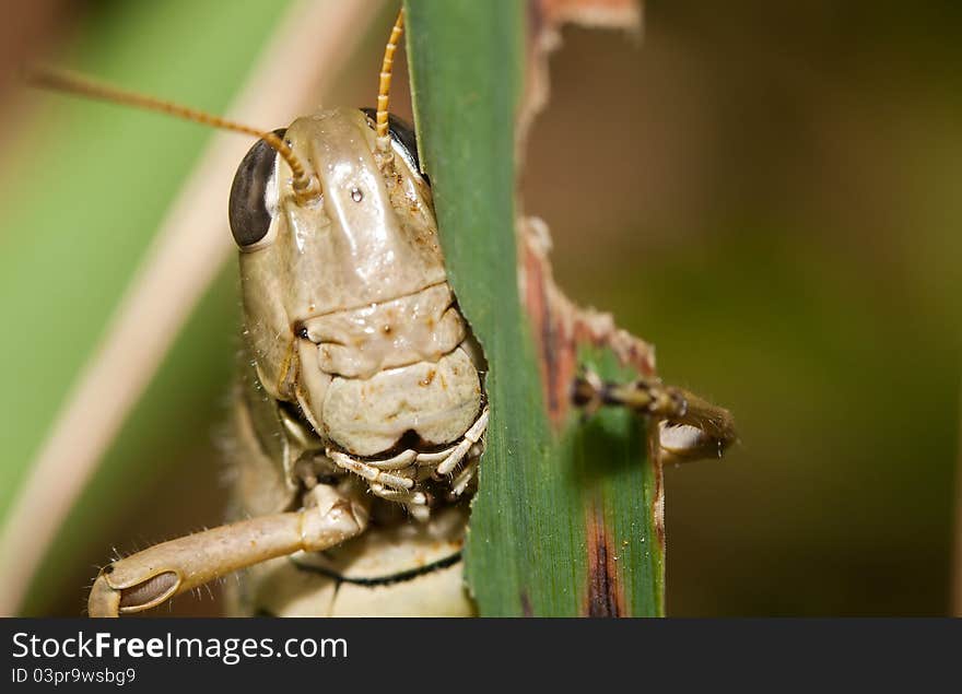 Close-up Of A Grasshopper