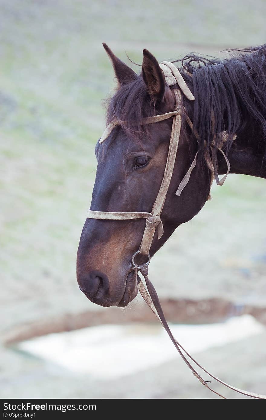 High resolution image of horse in mountains