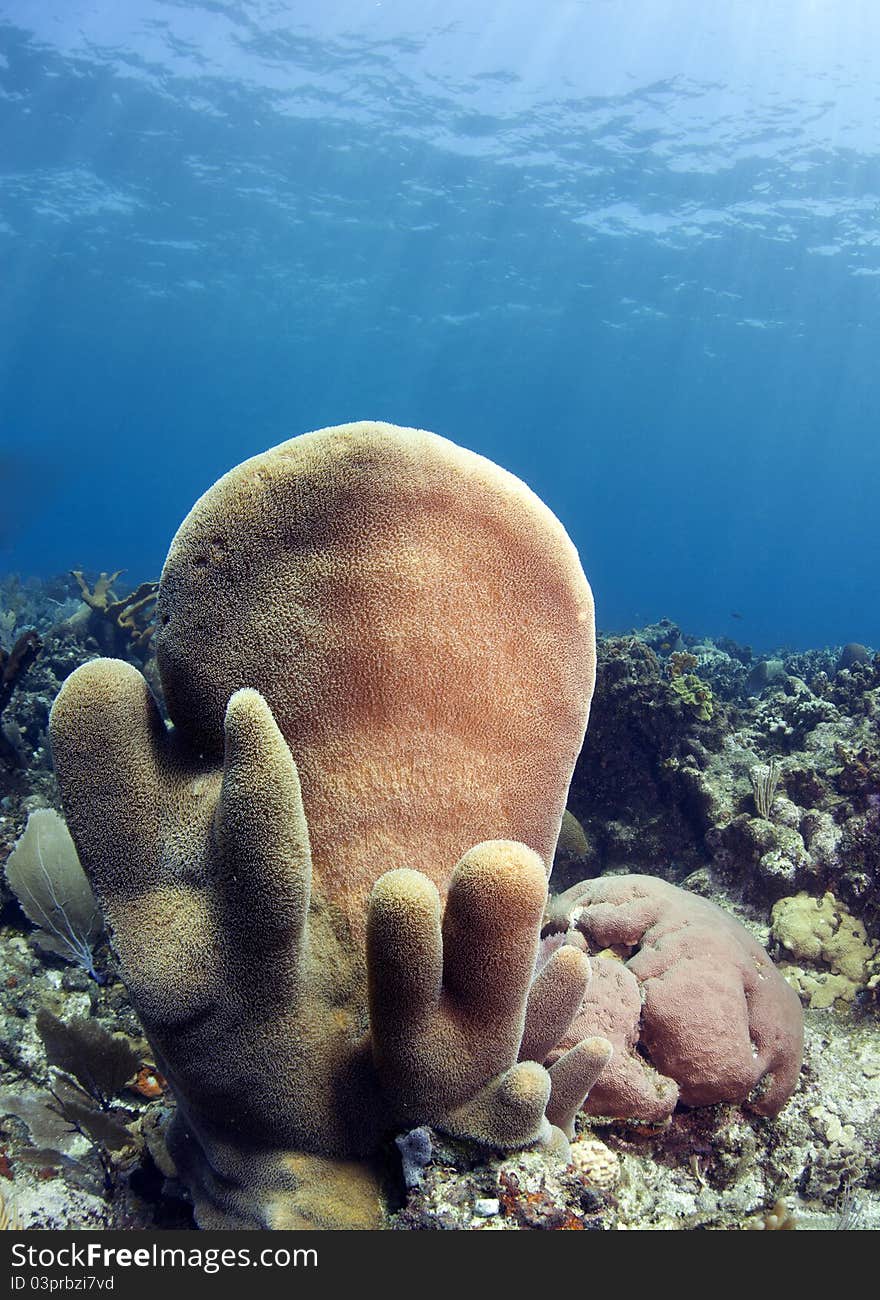 Pillar corals (Dendrogyra cylindricus) off the coast of Roatan Honduras