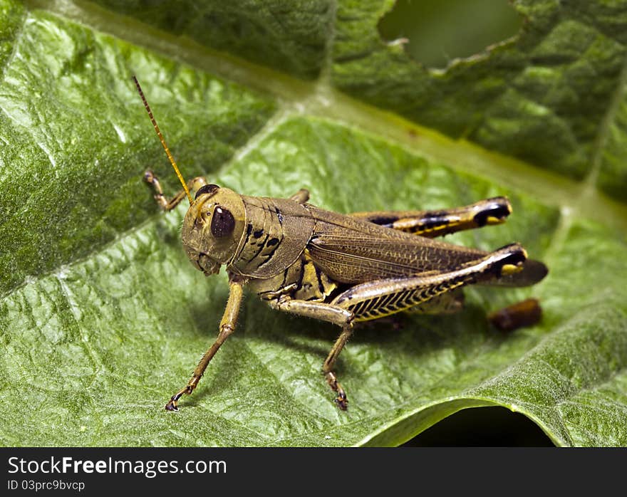 Grasshopper feeding on leaf in Central Park, New York City