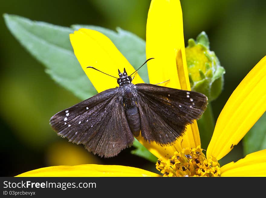 Common Sooty Wing Pholisora catullus in Central Park, New York City in August