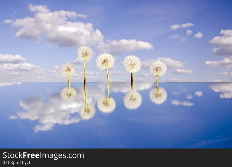 Five  Dandelion Clocks On Mirror And Sky