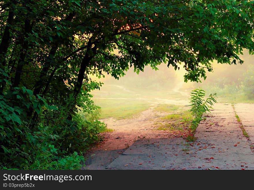 Mist in the park at morning time