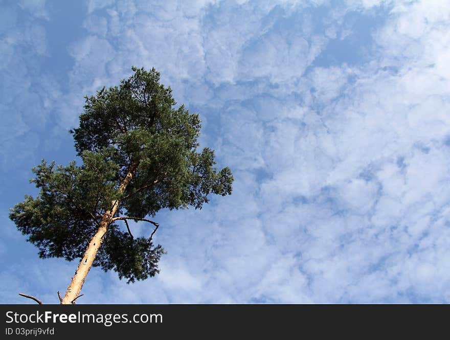 A tall tree that grows up to the clouds. A tall tree that grows up to the clouds