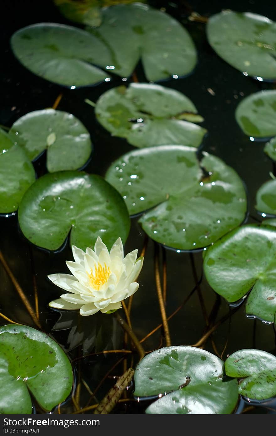 Image of white water lily with green leaves and reflection