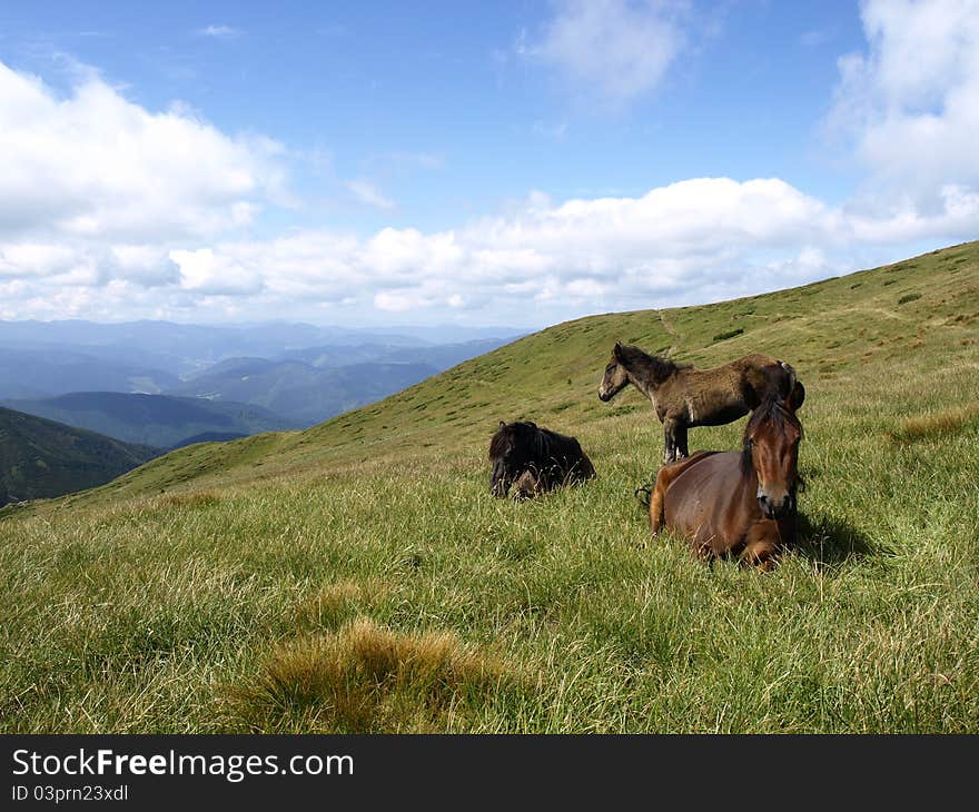 Horses in the Mountains