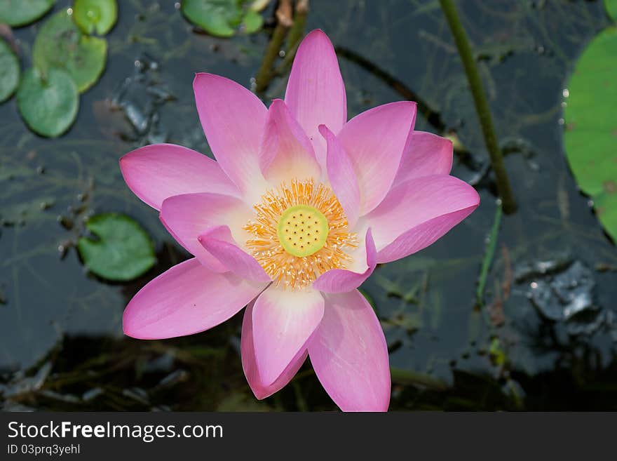 Beautiful lotus in pong