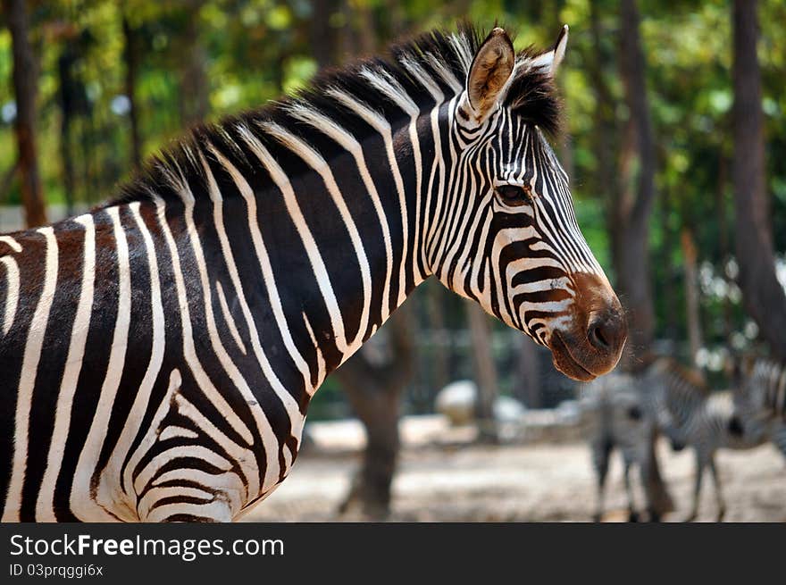 Zebras are African equids (horse family) best known for their distinctive black and white stripes.