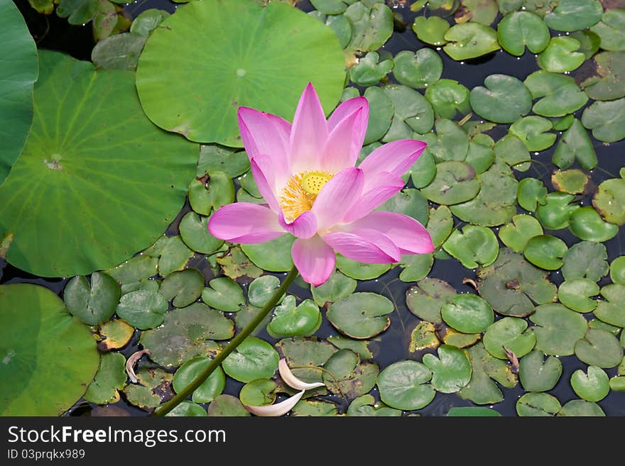 Beautiful lotus in pong