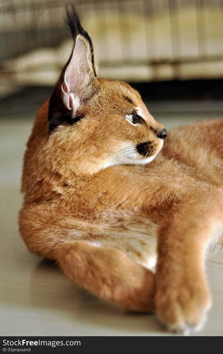 The caracal is a fiercely territorial medium-sized cat ranging over Western Asia, South Asia and Africa.