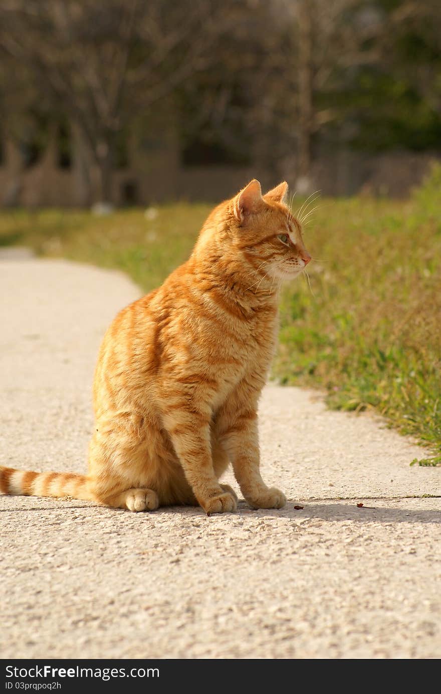 Yellow cat is sitting on the road. Yellow cat is sitting on the road