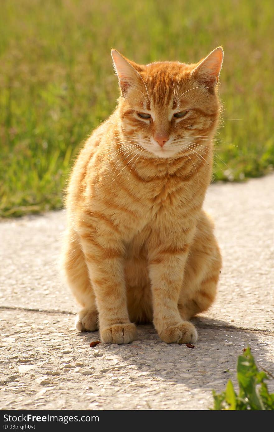 Yellow cat is sitting on the road. Yellow cat is sitting on the road