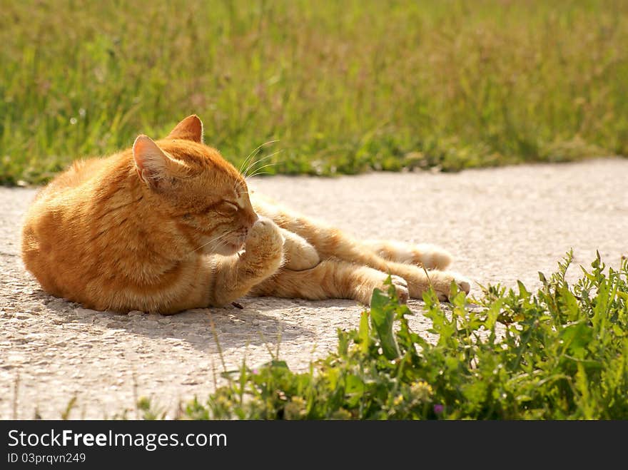 Yellow cat licks paw on the road