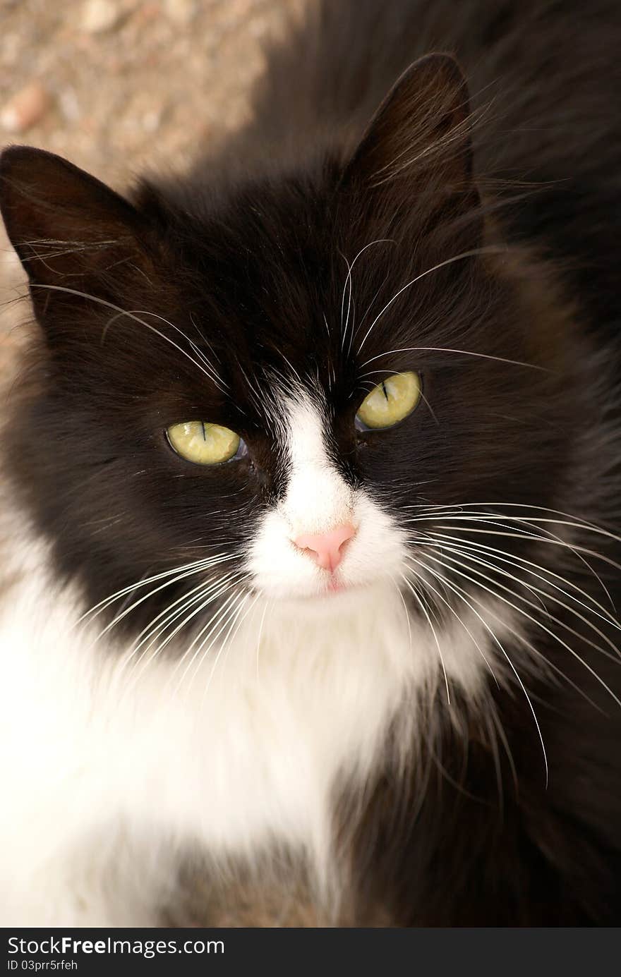 Black and white cat portrait