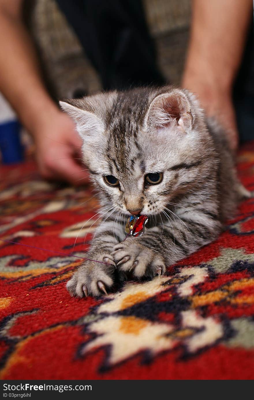 Grey kitten on the carpet playing