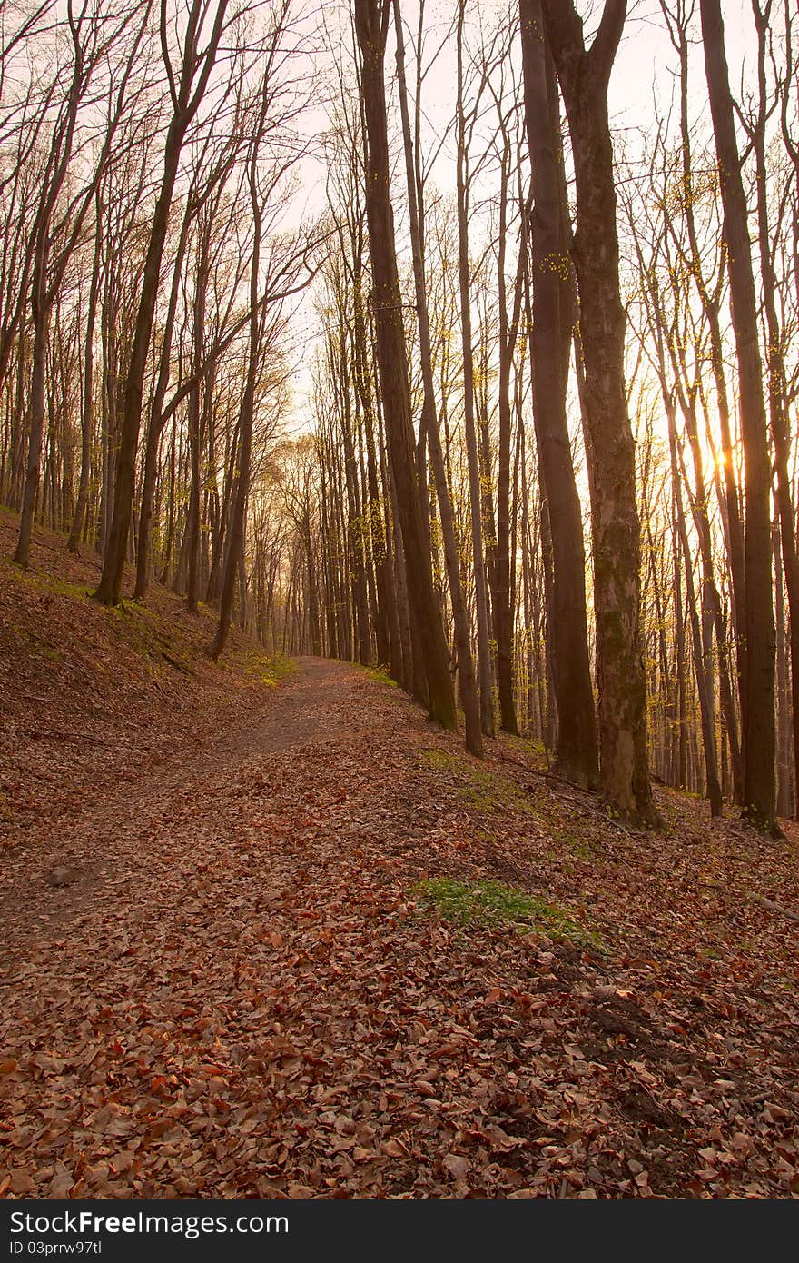 Beech forest