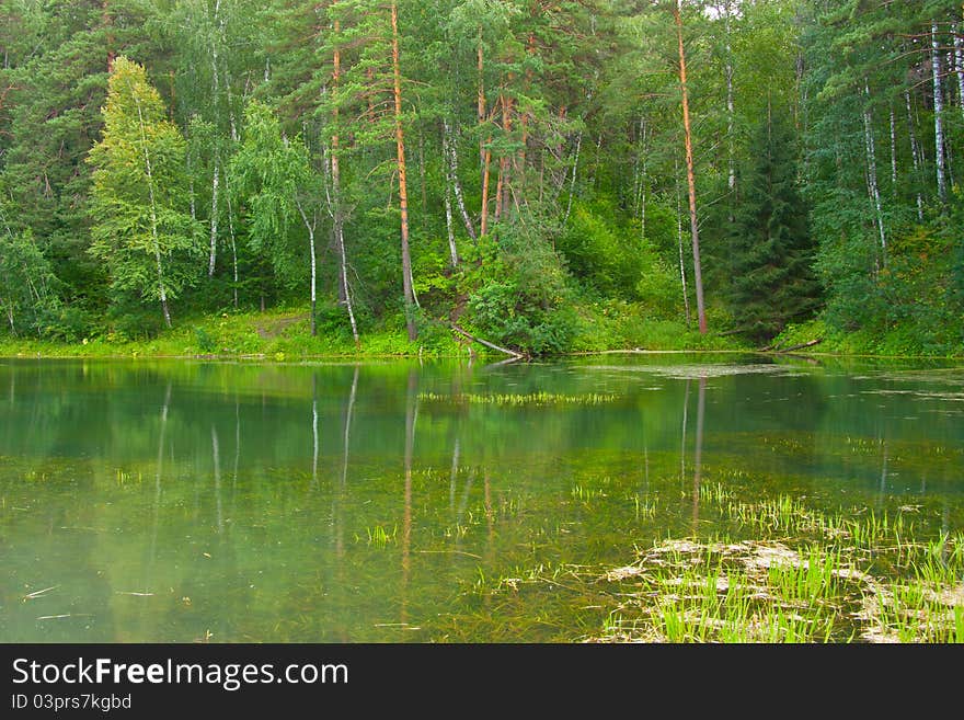 Green forest and lake near forest. Green forest and lake near forest