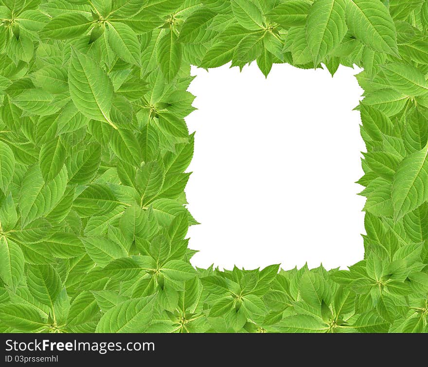 Nature concept. Green leaves background with hole for your images or text.Clipping path is included