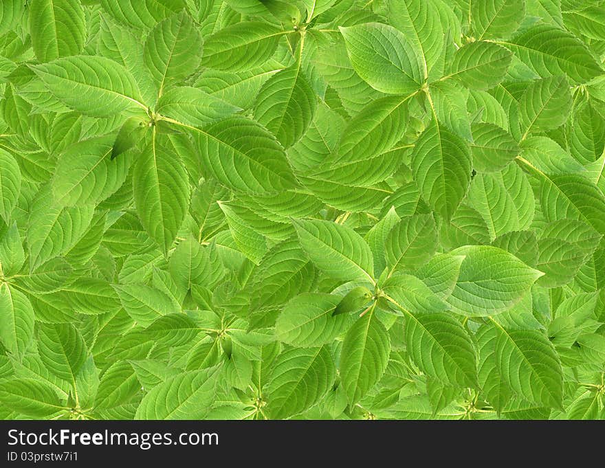 Green Leaves Background