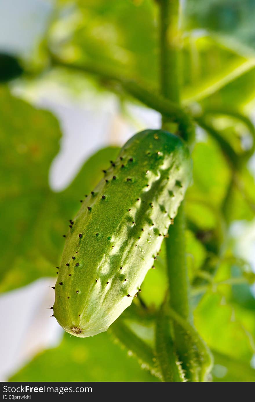 Cucumber Growing On Plant