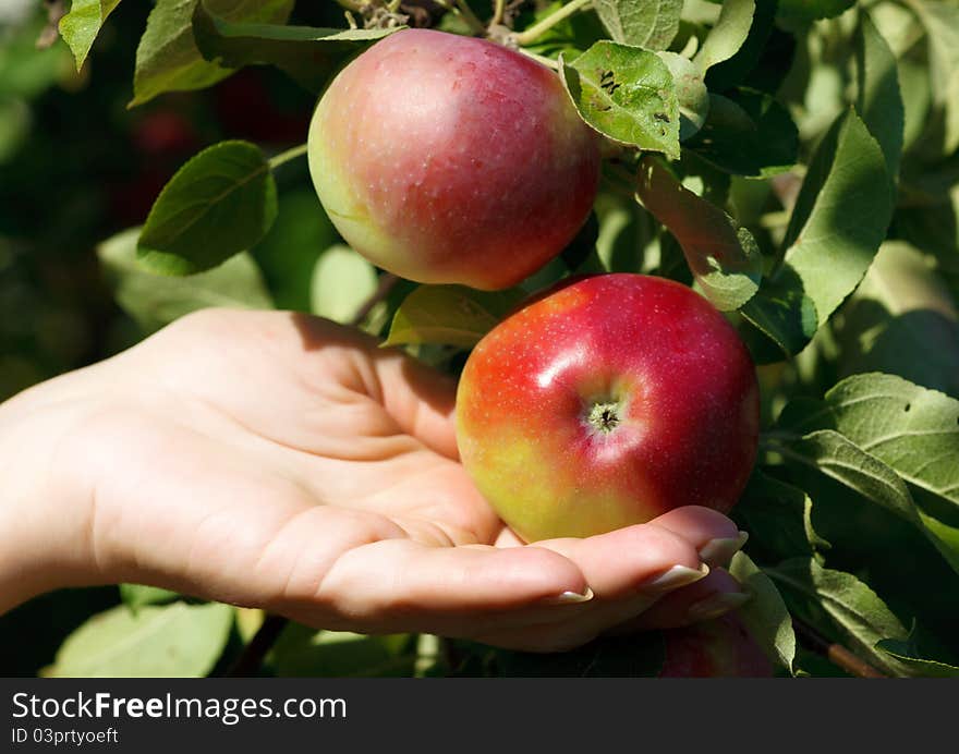 Closeup , a hand picking a red apple from an apple tree. Closeup , a hand picking a red apple from an apple tree