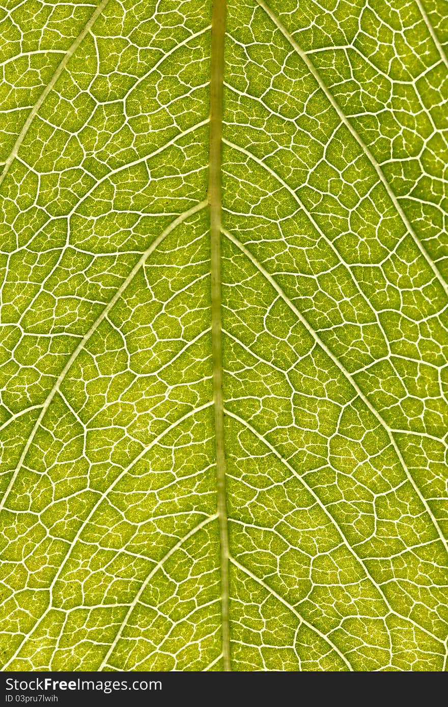 Green leaf texture and background, closeup, macro