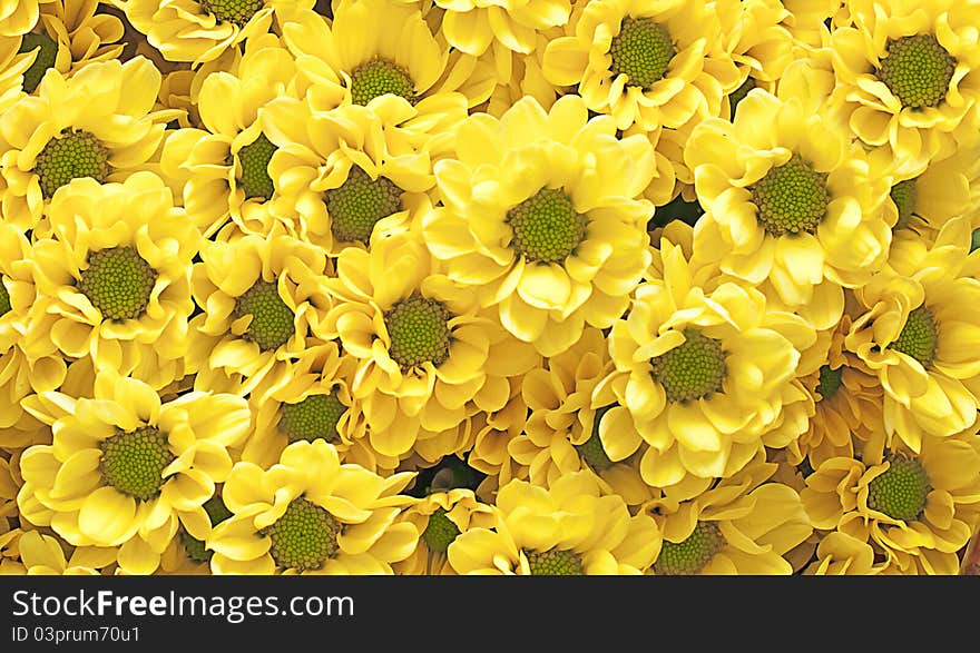 Yellow chrysanthemum  as a background or texture