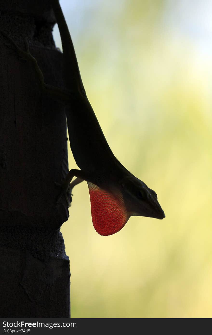 Gecko Silhouette