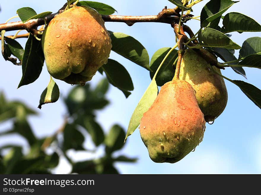 Almost ripe pears on the tree after a Texas shower. Almost ripe pears on the tree after a Texas shower.