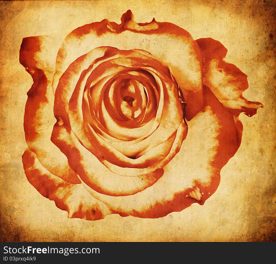 Textured rose on old paper grunge background