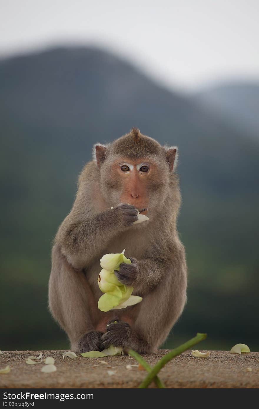 Monkey sitting on the rock mountain green background shallow depth of field