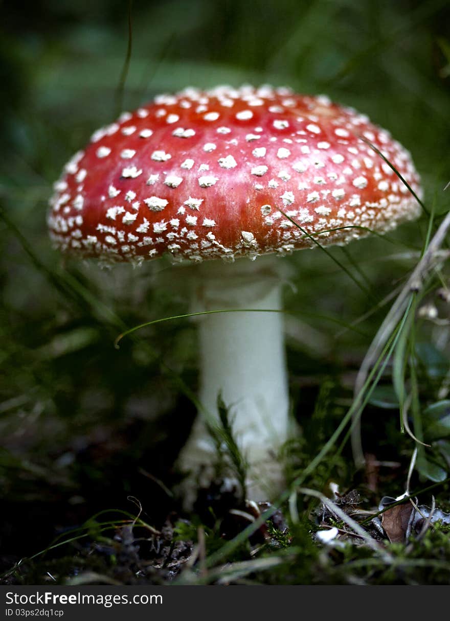 Red mushroom