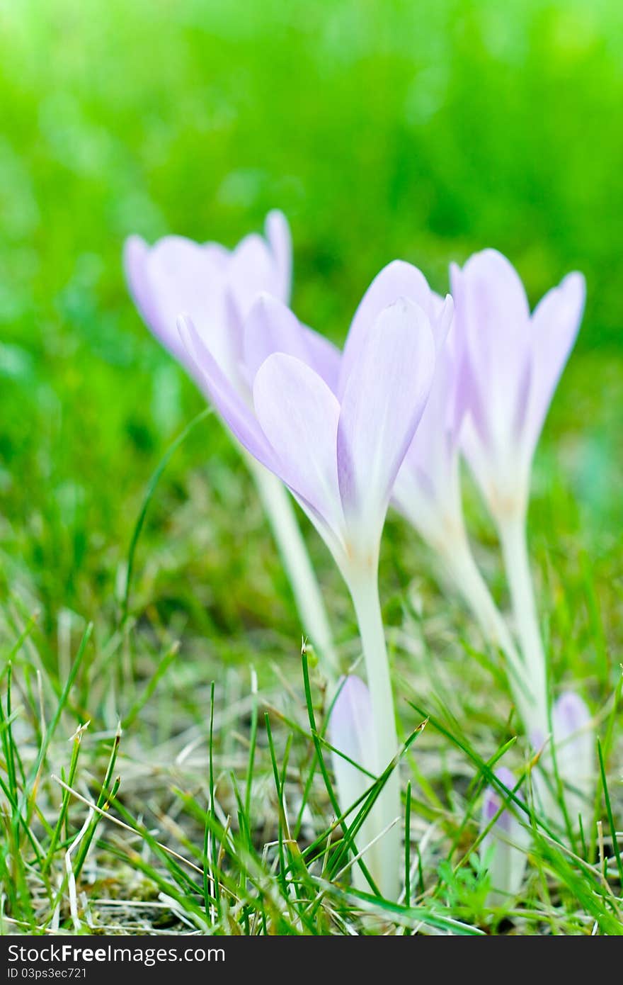 Crocuses on the meadow in spring