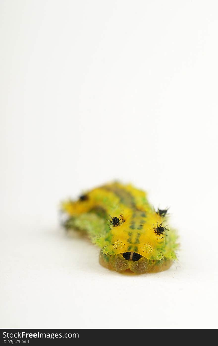 Isolated caterpillar with 'cute' eyes