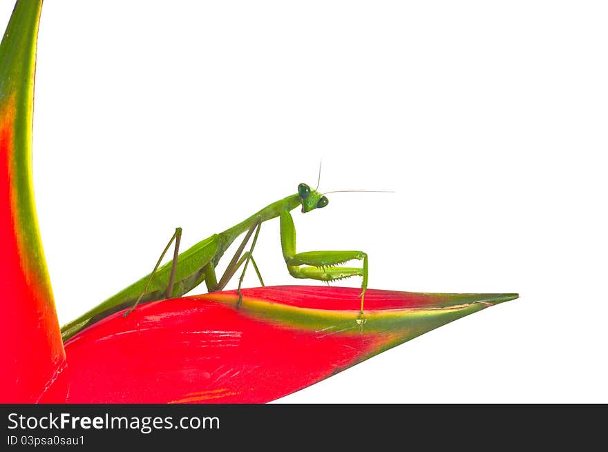 Mantid